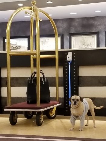Dog Hook at hotels